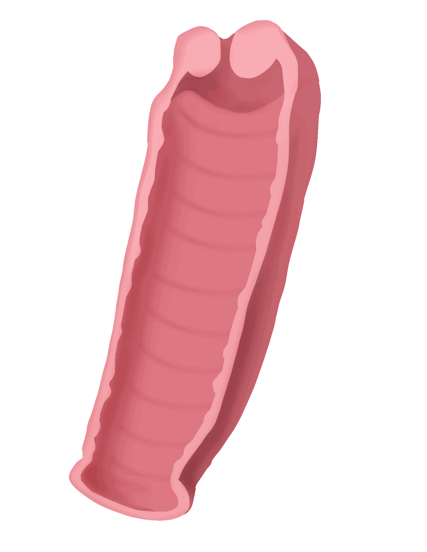 질 내부의 볼륨을 입체적으로 보완하는 질필러 시술 원리 안내